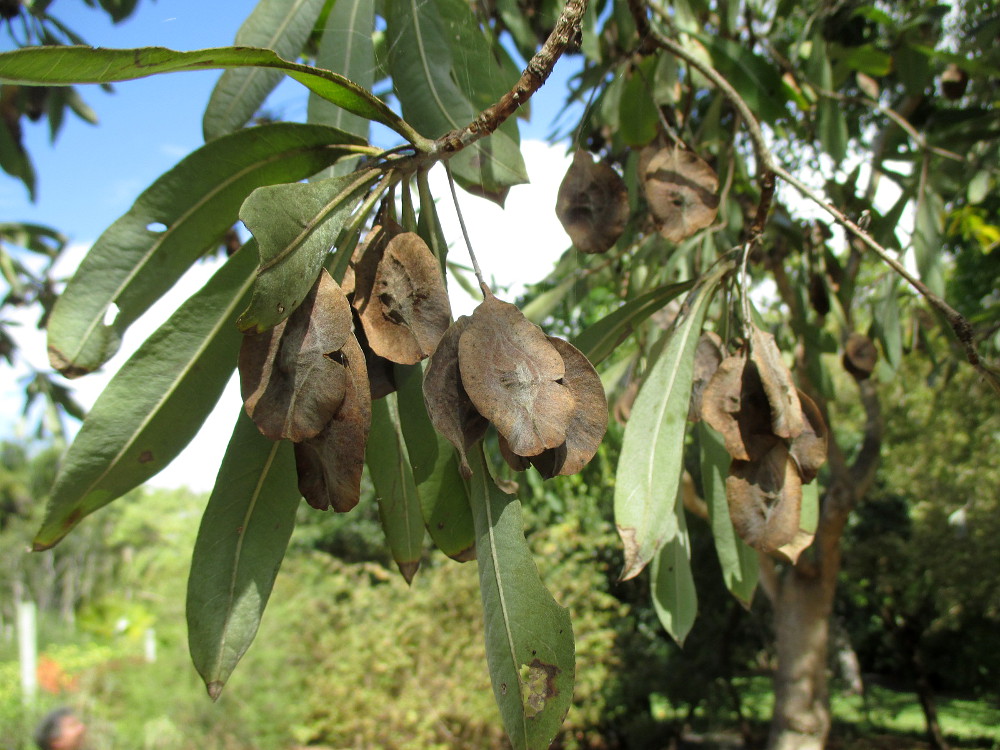 Изображение особи Terminalia sericea.