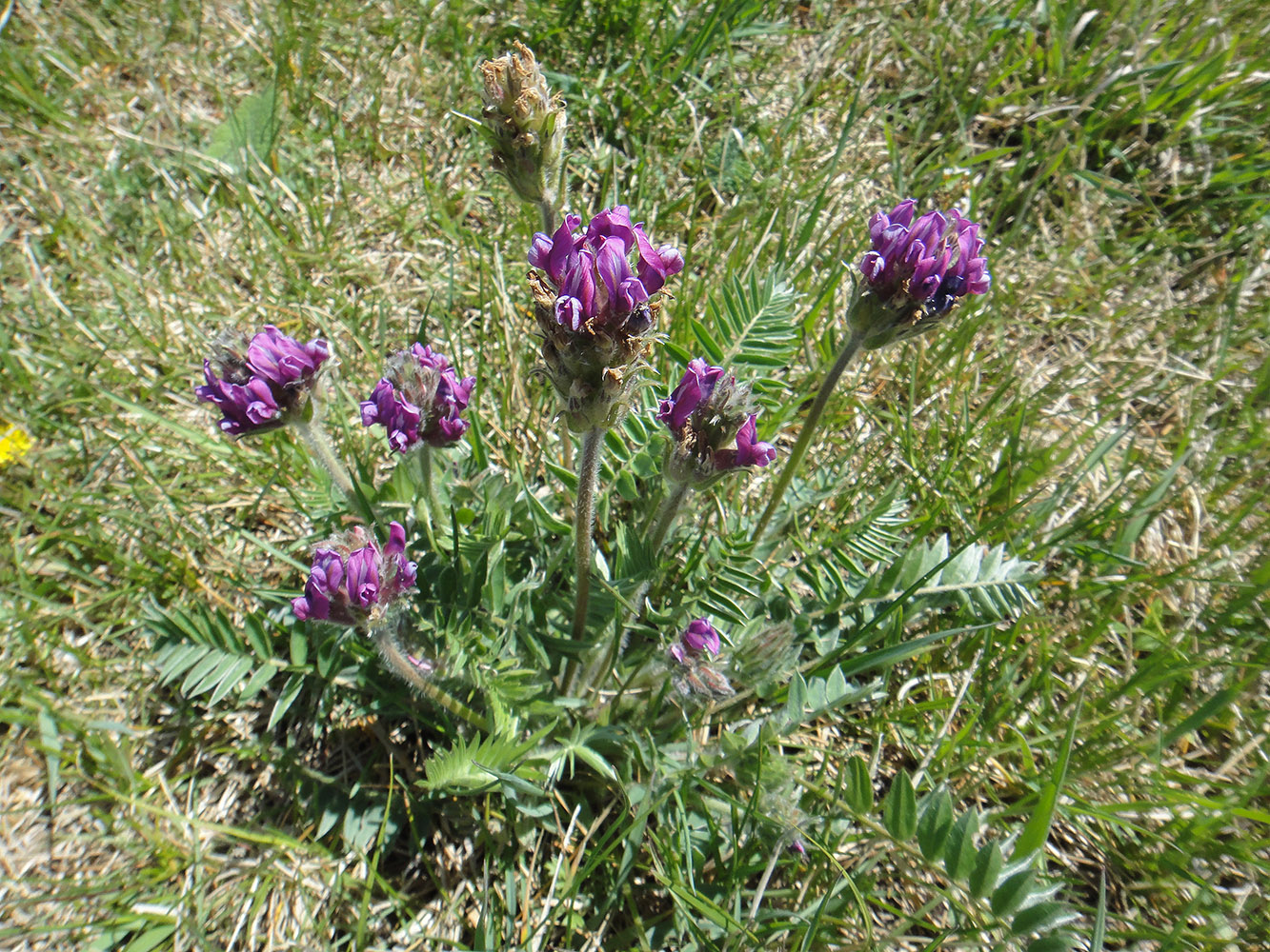 Изображение особи Oxytropis strobilacea.