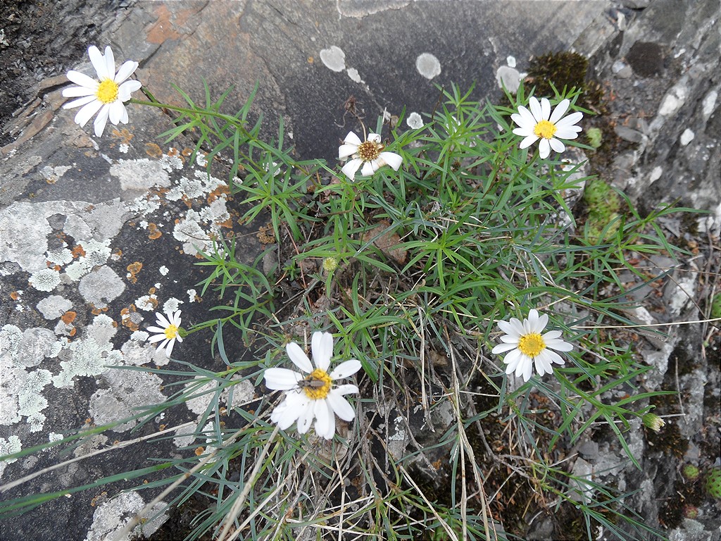 Изображение особи Kemulariella rosea.