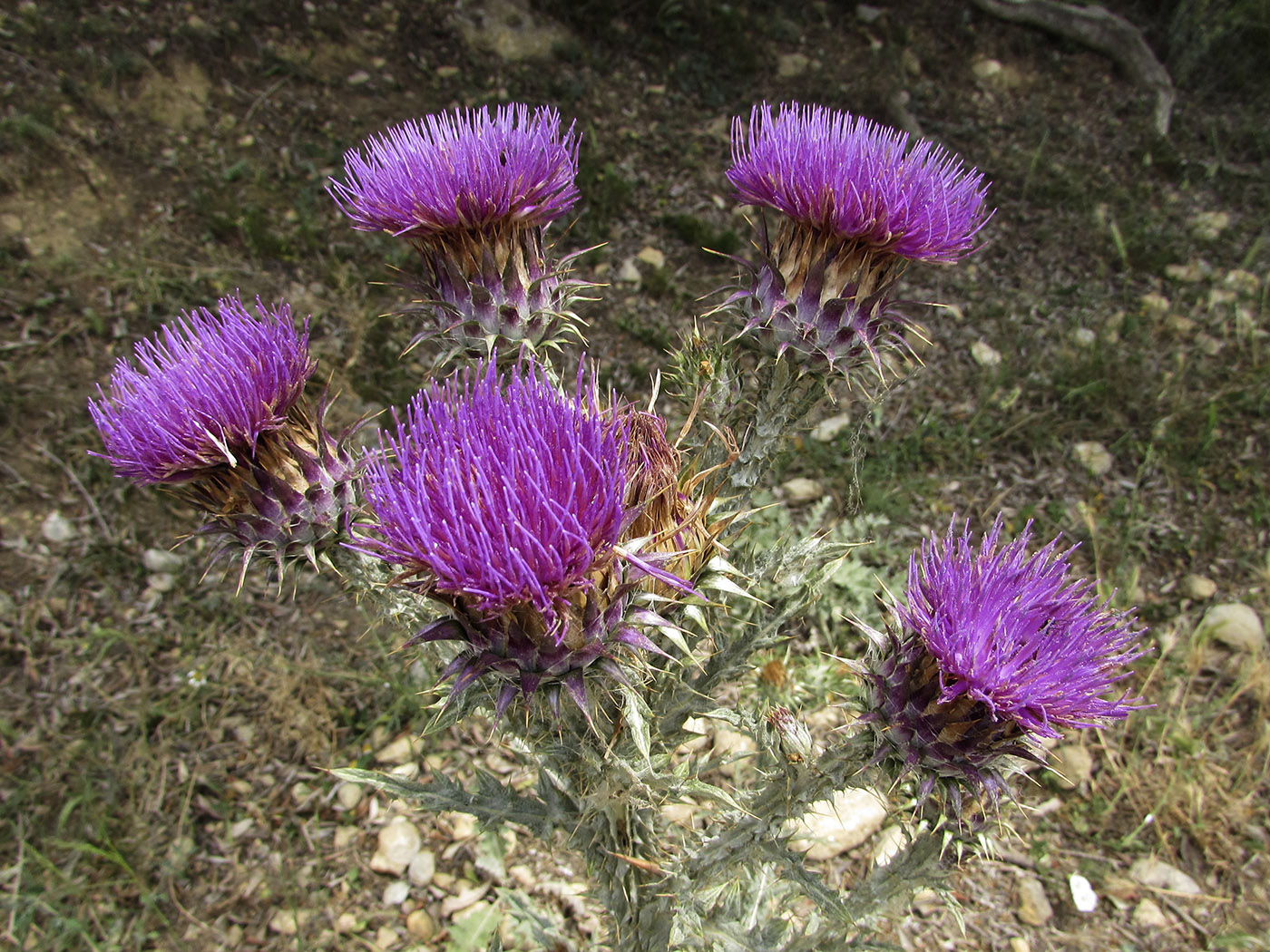 Image of Onopordum illyricum specimen.