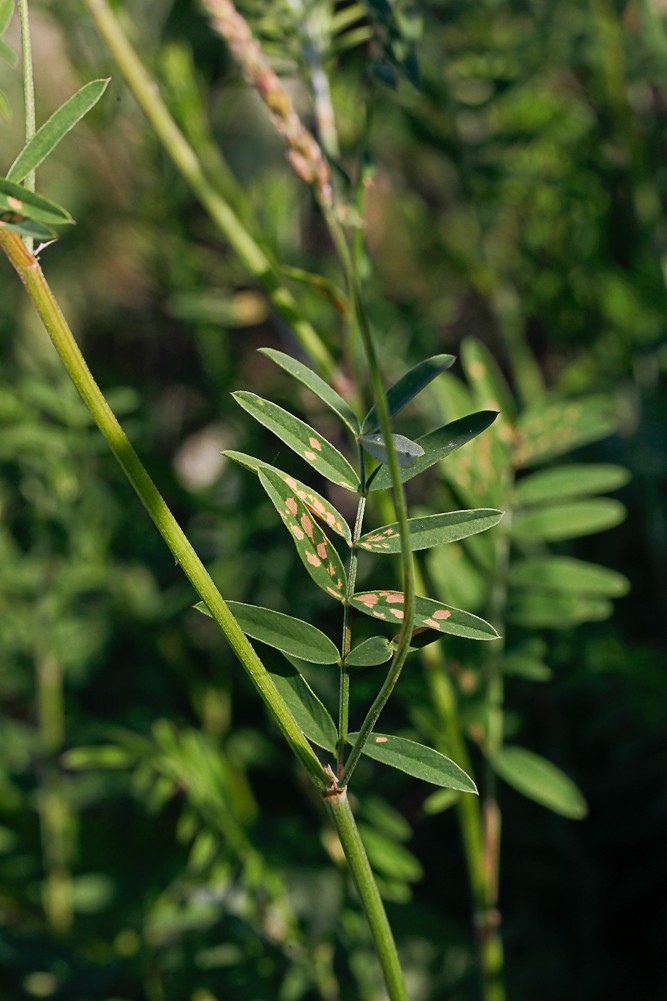 Изображение особи Onobrychis viciifolia.