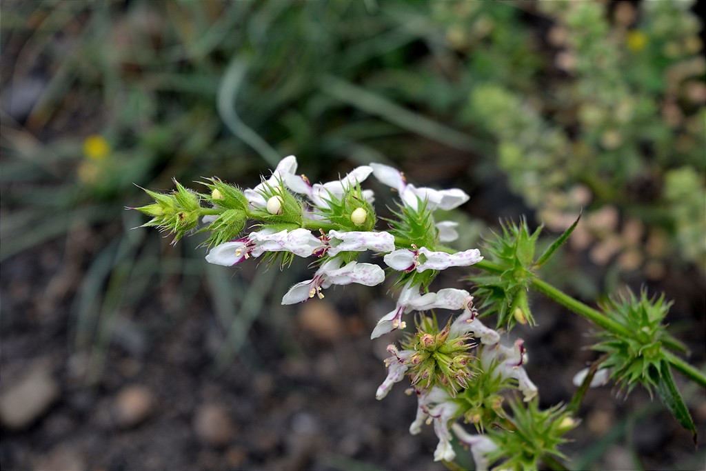 Изображение особи Stachys atherocalyx.