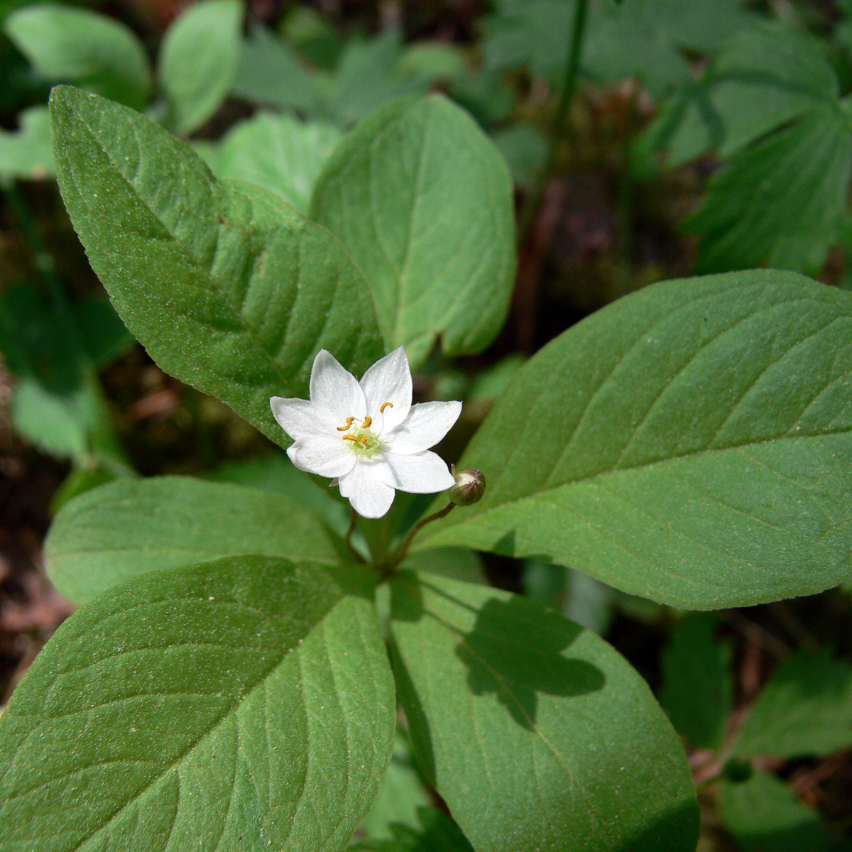 Изображение особи Trientalis europaea.