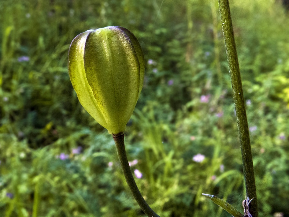 Image of Lilium martagon specimen.