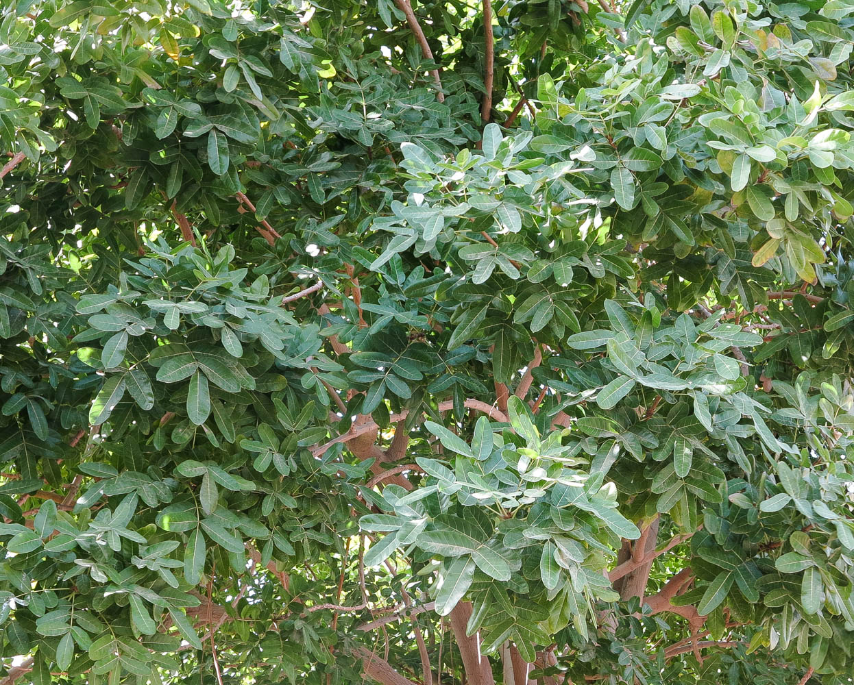 Image of Kigelia pinnata specimen.