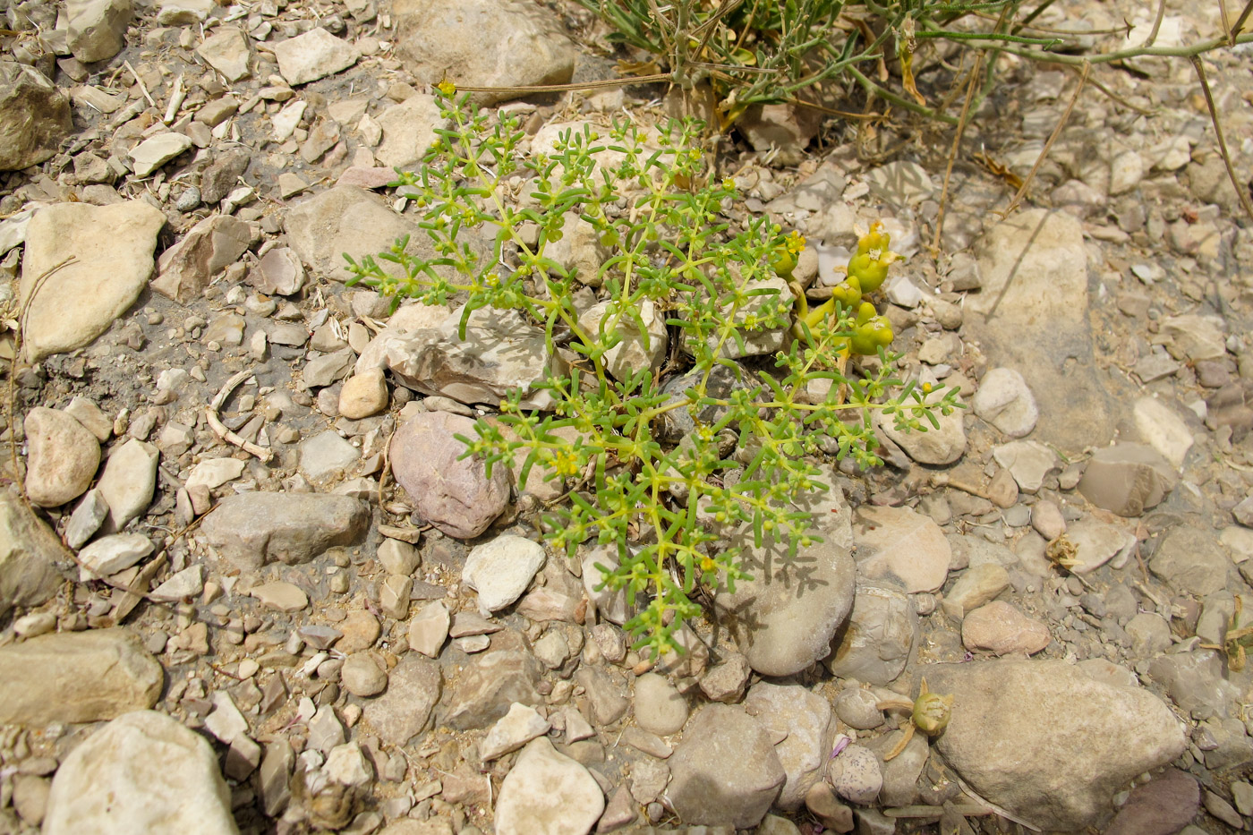 Изображение особи Tetraena simplex.