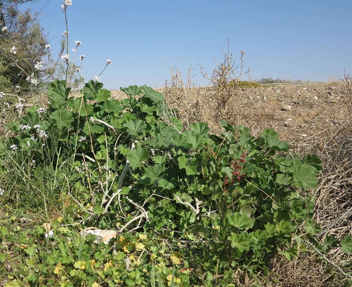 Image of Malva parviflora specimen.