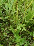 Herminium monorchis