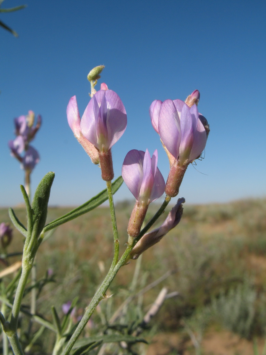 Изображение особи Astragalus brachypus.