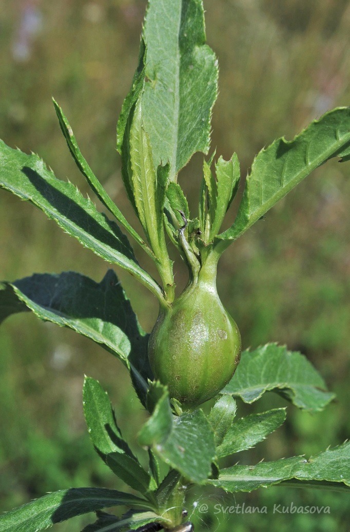 Изображение особи Cirsium setosum.