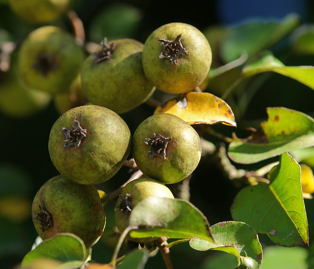 Image of Pyrus pyraster specimen.