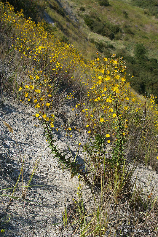 Image of Hieracium robustum specimen.