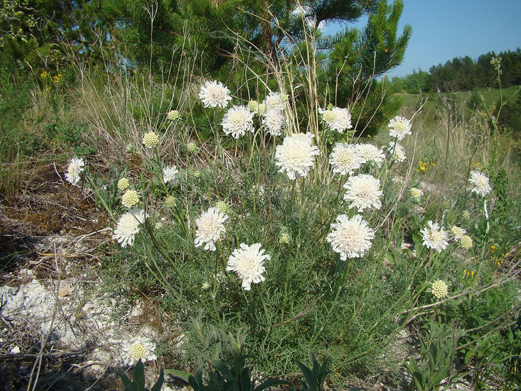 Image of Lomelosia isetensis specimen.