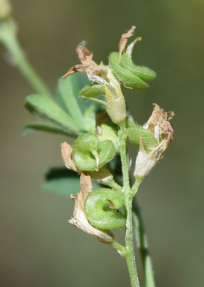 Image of Medicago sativa specimen.
