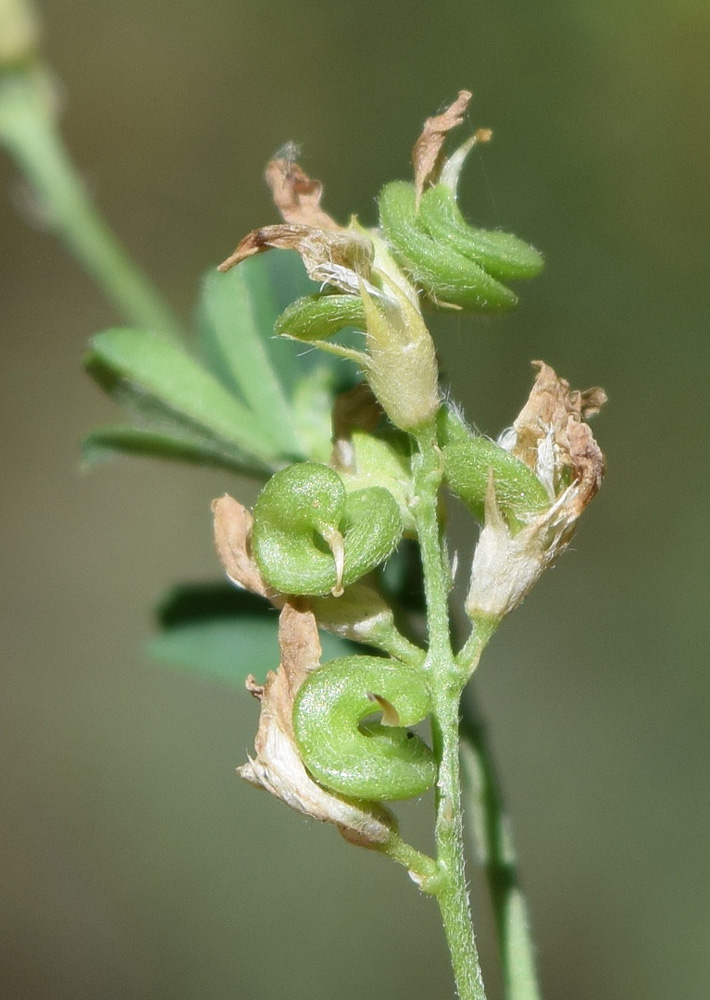 Изображение особи Medicago sativa.