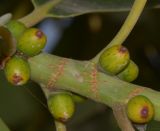 Ficus elastica