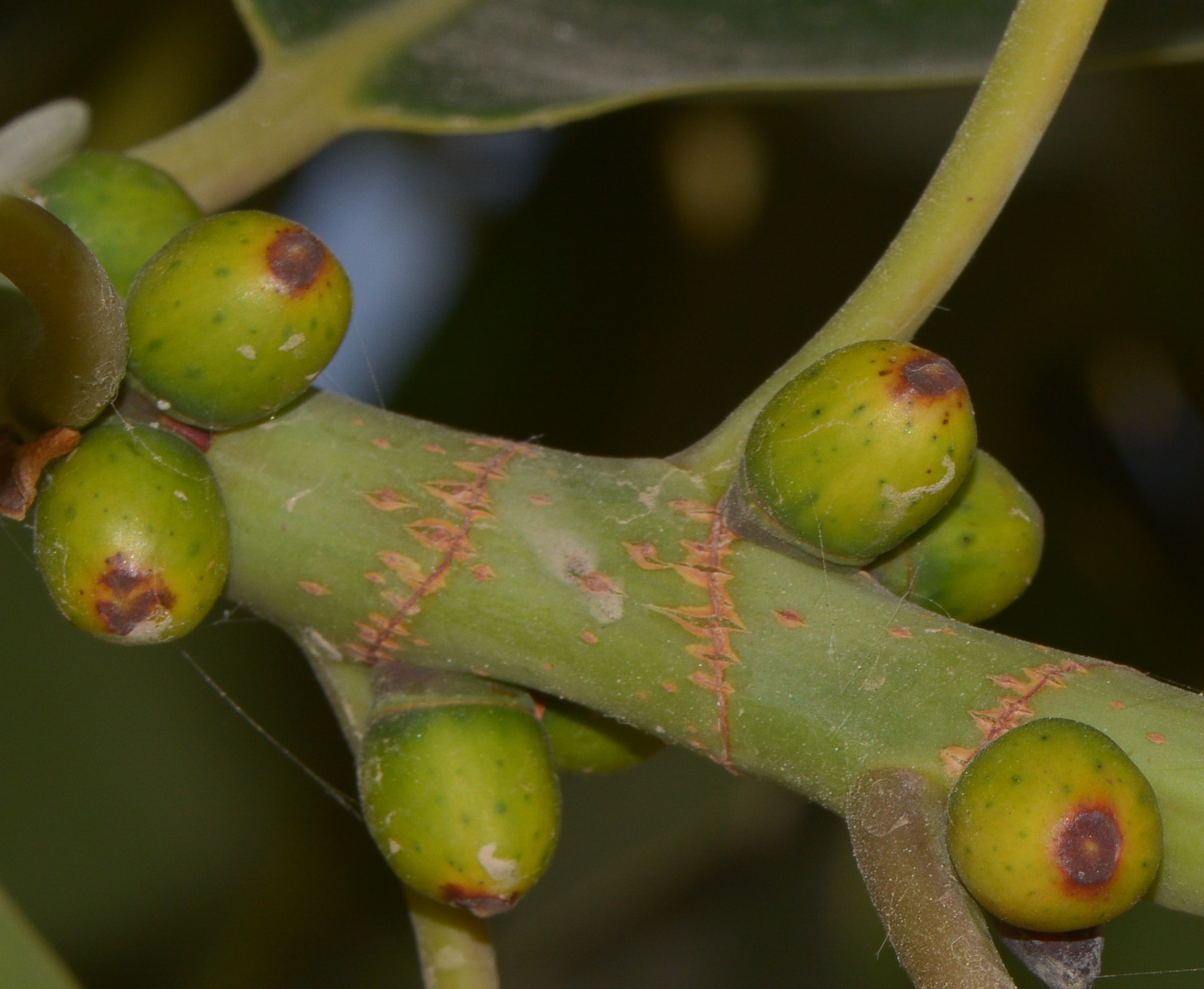 Image of Ficus elastica specimen.