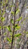 Spiraea alba