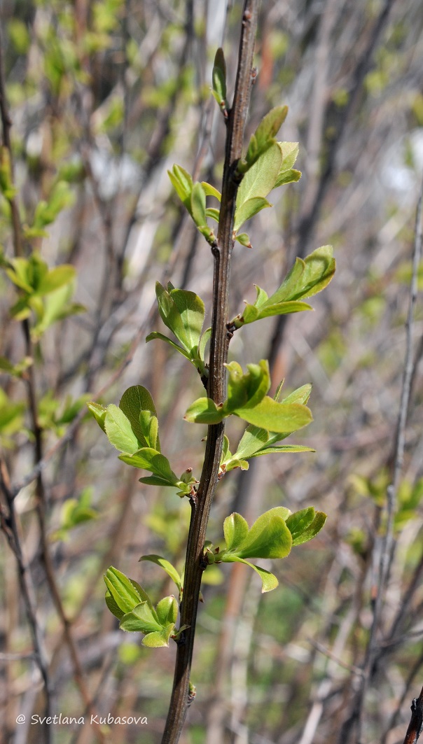 Изображение особи Spiraea alba.