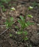 Viola arvensis