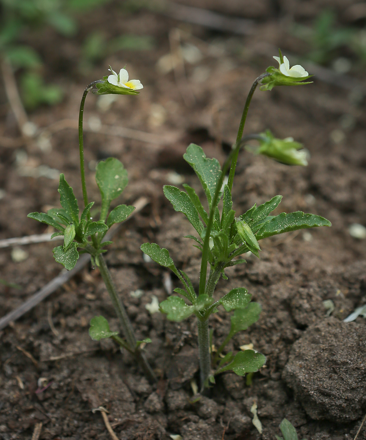 Изображение особи Viola arvensis.