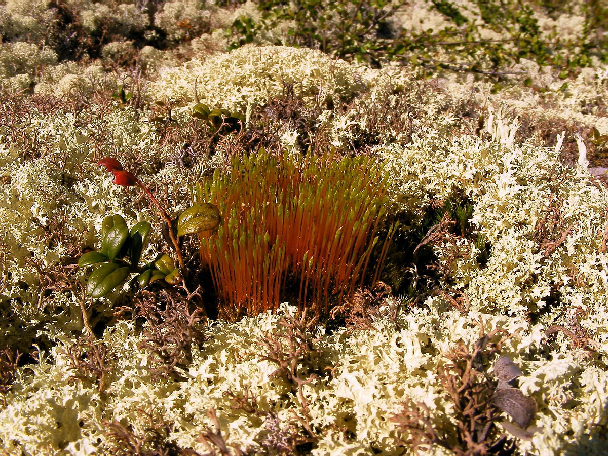 Image of Tetraplodon mnioides specimen.