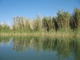 Phragmites altissimus