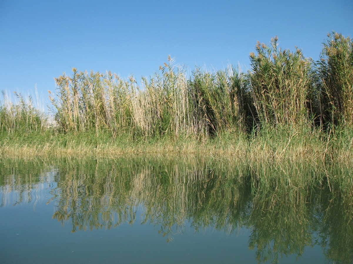 Изображение особи Phragmites altissimus.