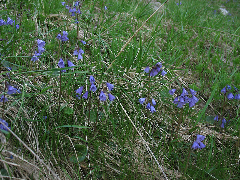 Image of Soldanella hungarica specimen.