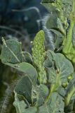 Verbascum speciosum. Часть бутонизирующего соцветия с плодами ковыля. Молдова, Криулянский р-н, окр. с. Бутучены. 04.06.2015.