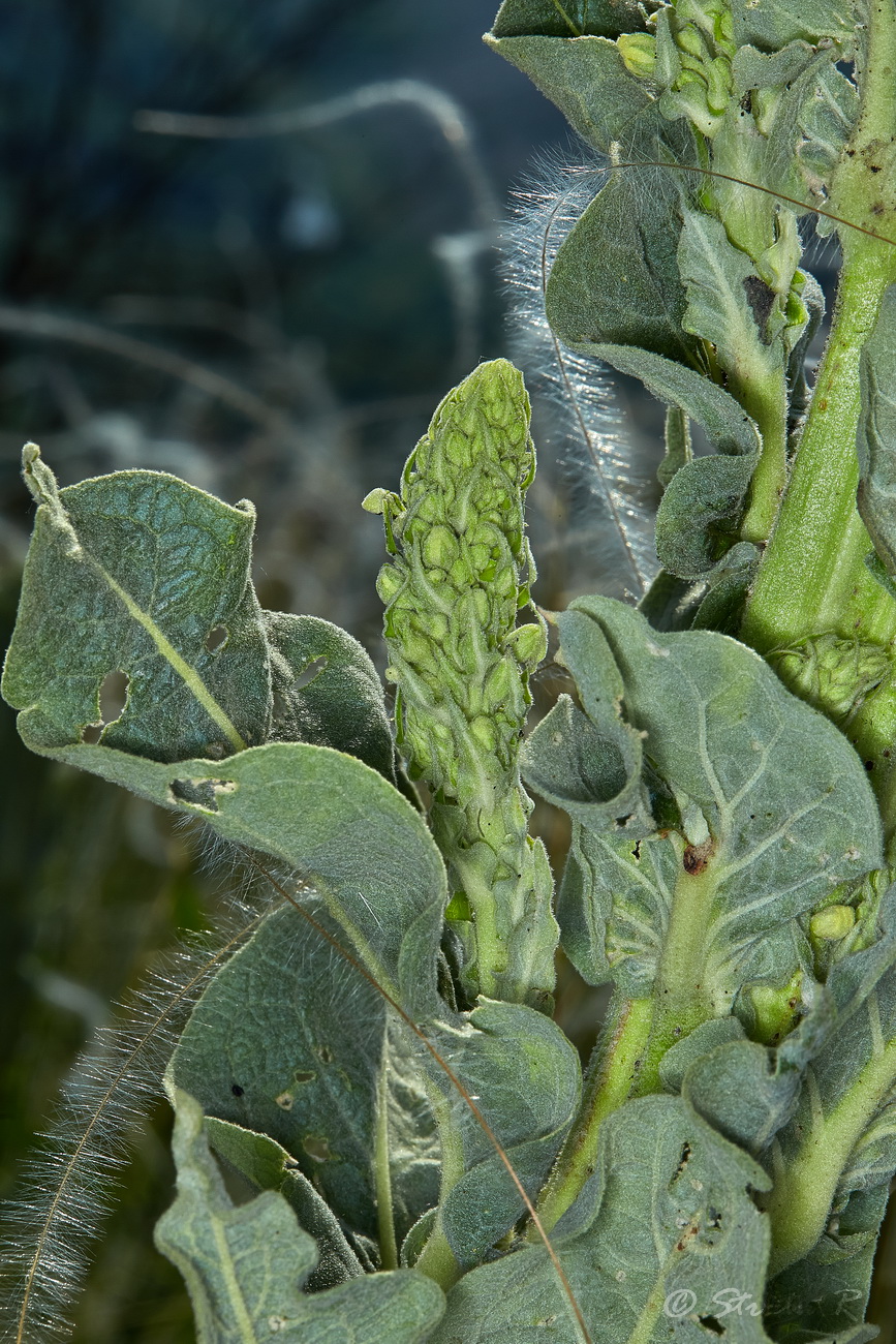 Изображение особи Verbascum speciosum.