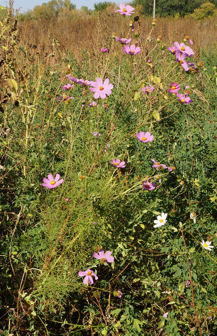 Image of Cosmos bipinnatus specimen.