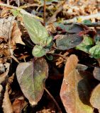 Prunella vulgaris