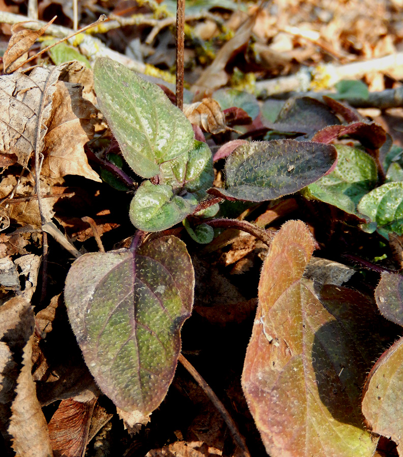 Image of Prunella vulgaris specimen.