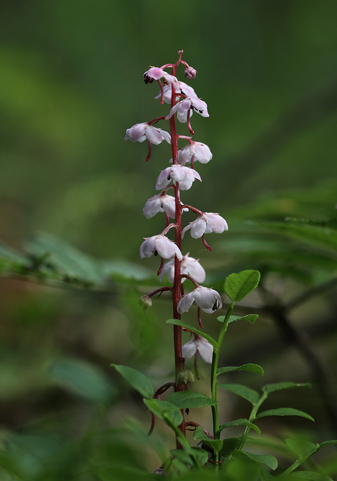 Image of Pyrola incarnata specimen.