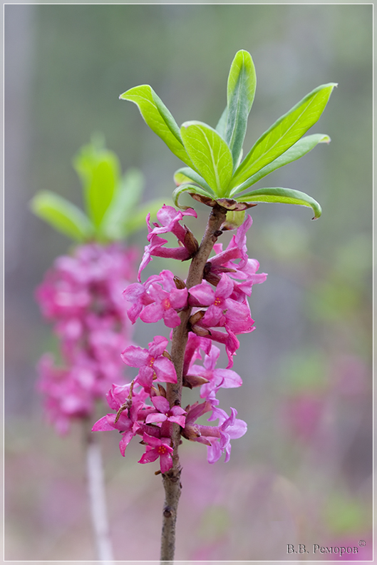 Изображение особи Daphne mezereum.