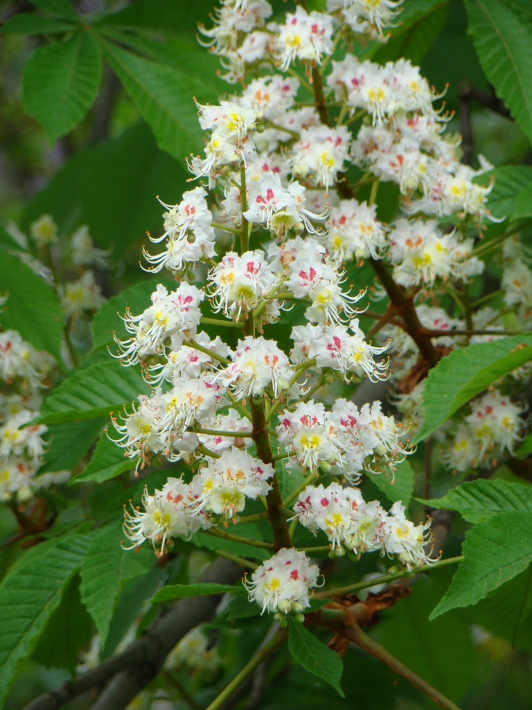 Image of Aesculus hippocastanum specimen.