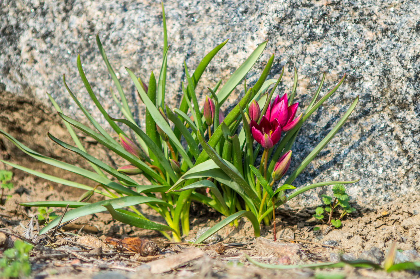 Image of Tulipa humilis specimen.