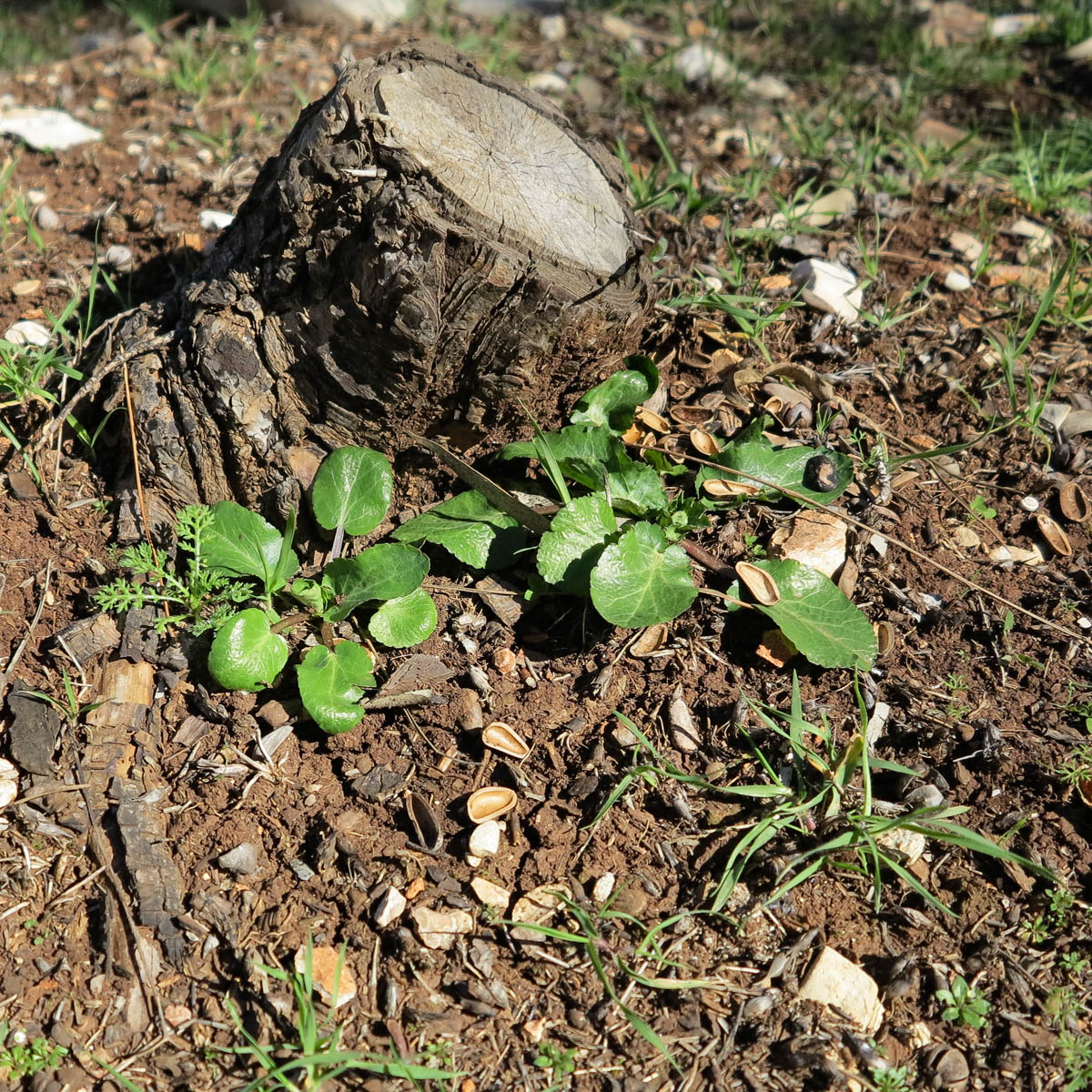 Image of Eryngium glomeratum specimen.