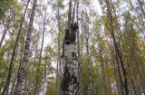 Betula pendula. Ствол сломанного дерева с гнездом дятла. Тверская обл., Весьегонск, Приморский парк. 13 октября 2013 г.