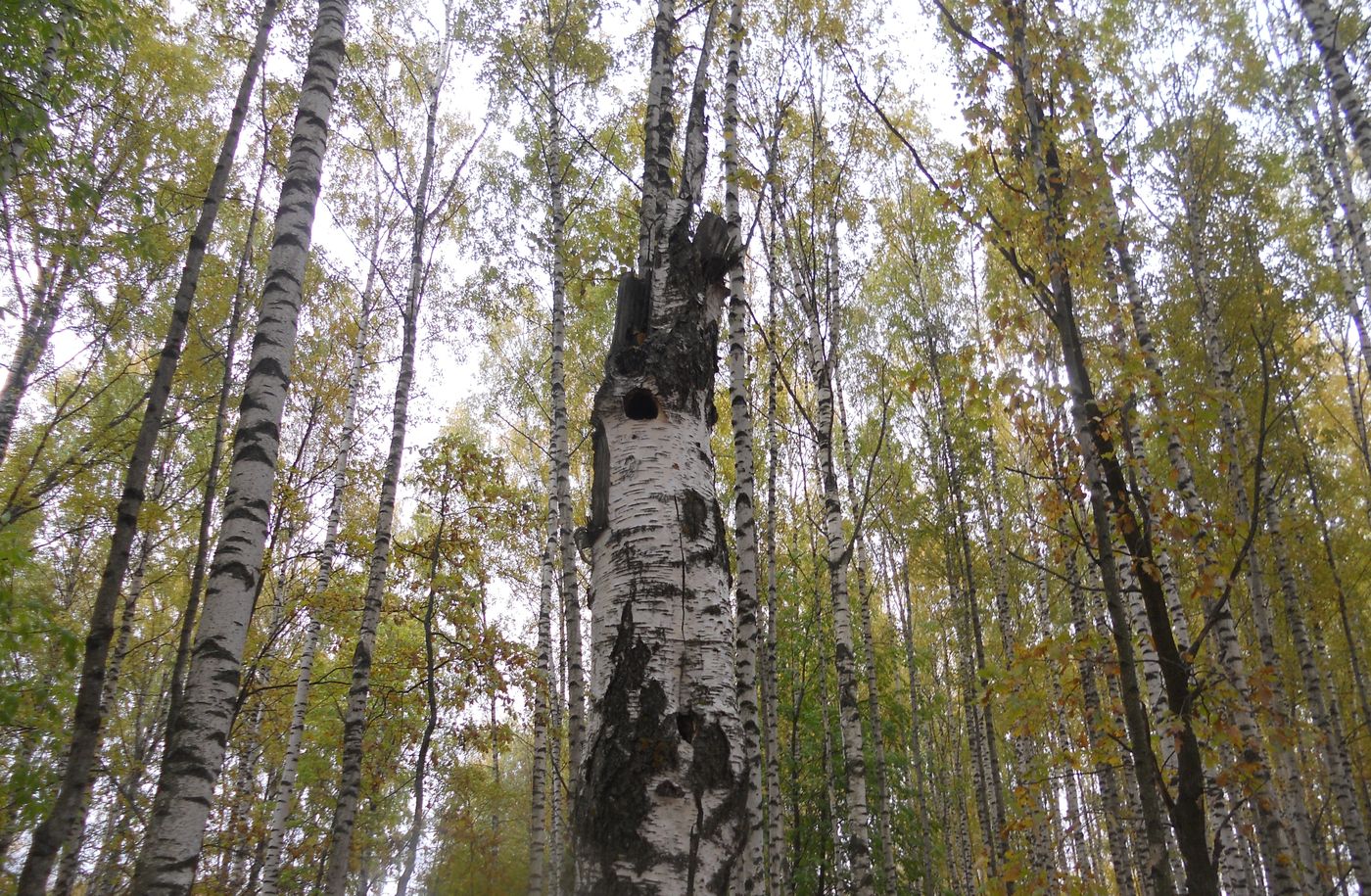 Изображение особи Betula pendula.