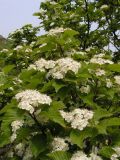 Sorbus alnifolia. Побеги с соцветиями. Приморский край, Хасанский р-н, гора Голубиный Утес, редколесье из Quercus dentata на склоне южной экспозиции. 26.05.2015.