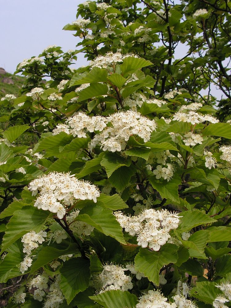 Image of Sorbus alnifolia specimen.