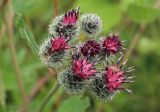 Arctium tomentosum. Соцветия. Костромская обл., окр. г. Кострома, долина р. Солонка. 15.06.2016.