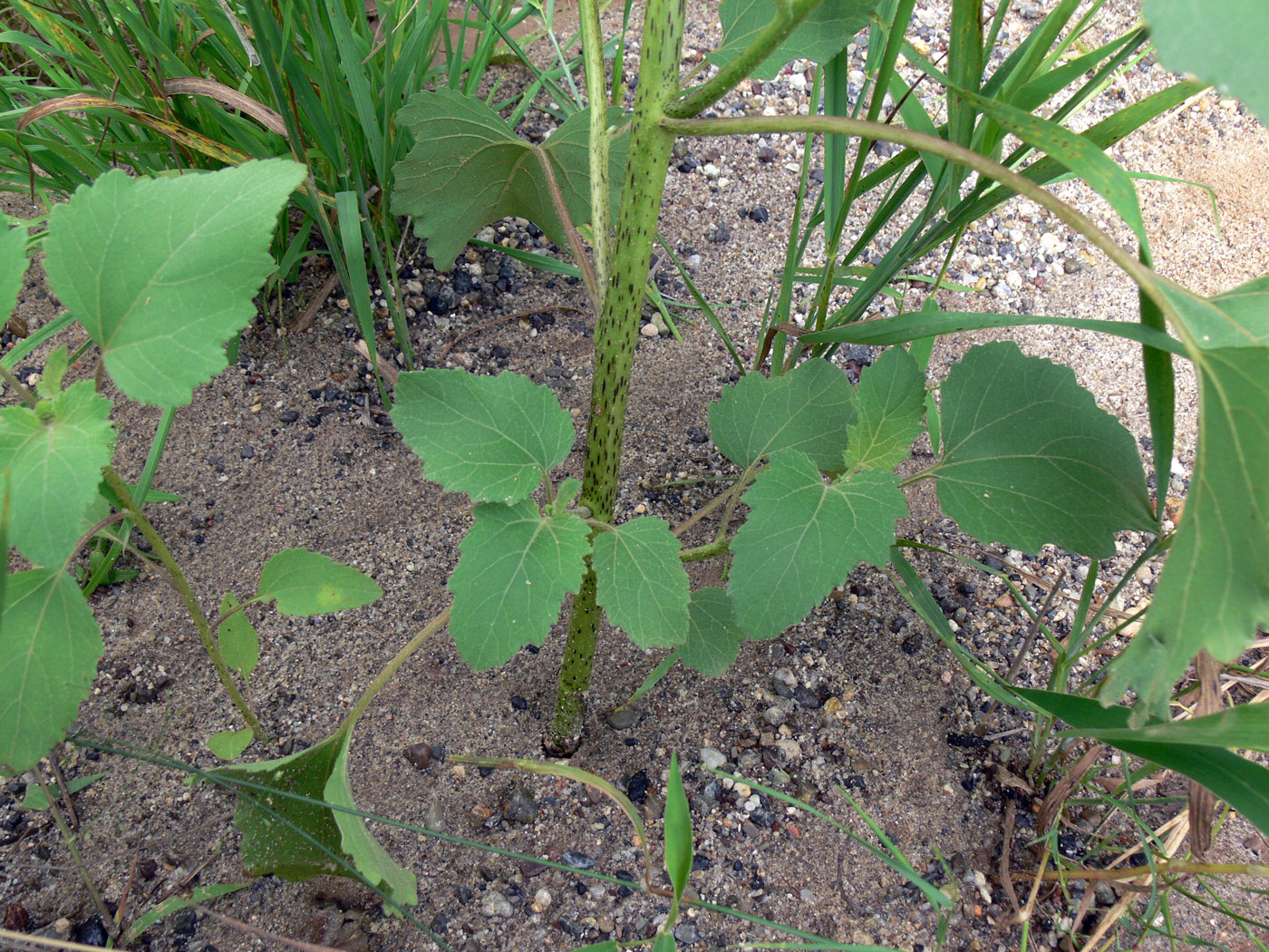 Изображение особи Xanthium strumarium.