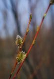 Salix acutifolia