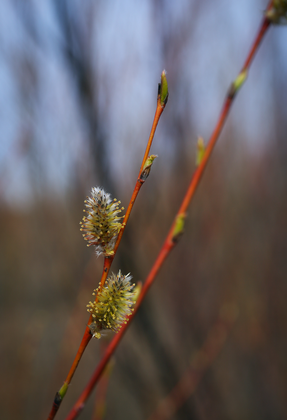 Image of Salix acutifolia specimen.