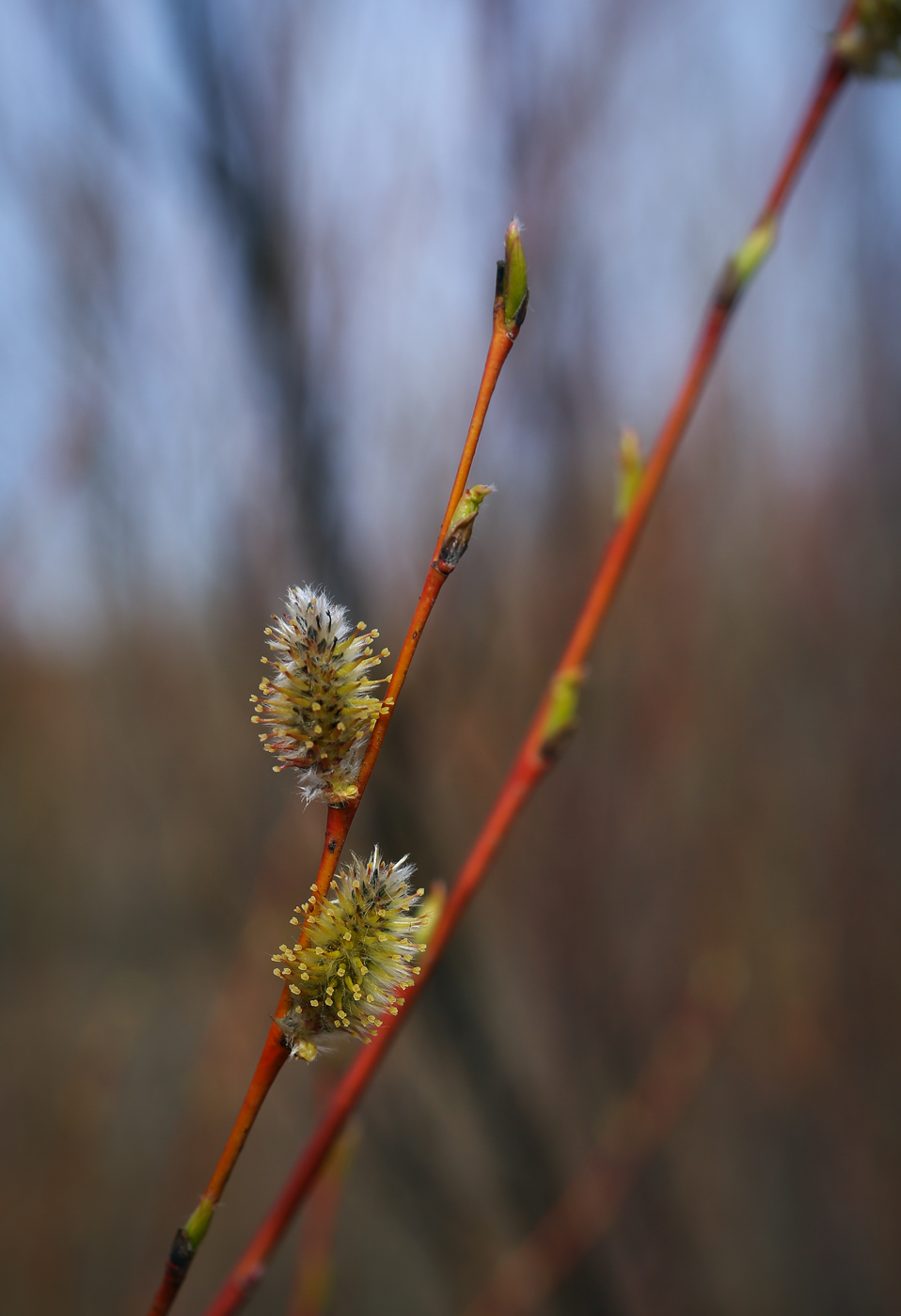 Изображение особи Salix acutifolia.