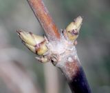 Sambucus nigra