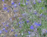 Anchusa azurea